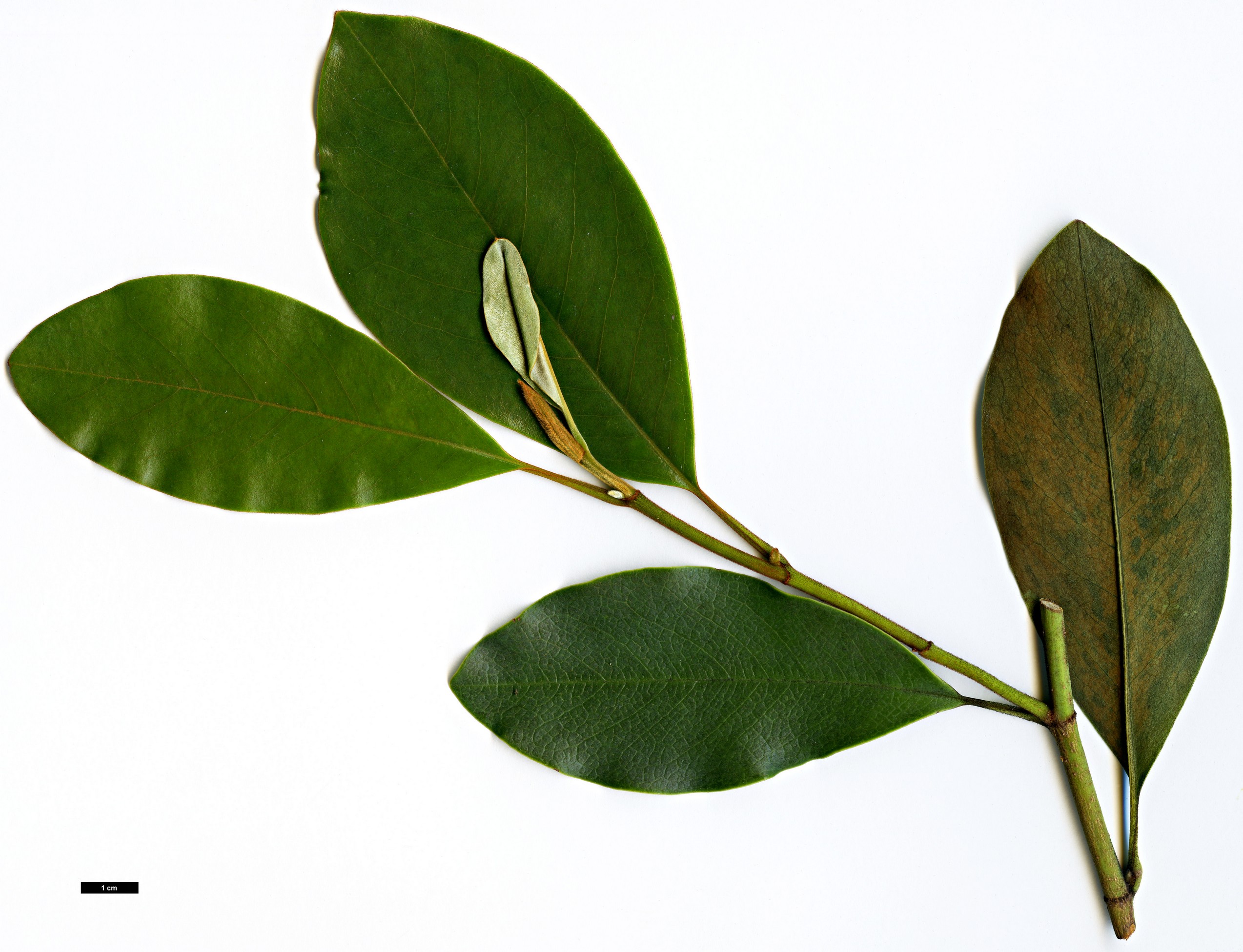 High resolution image: Family: Magnoliaceae - Genus: Magnolia - Taxon: macclurei - SpeciesSub: var. sublanea